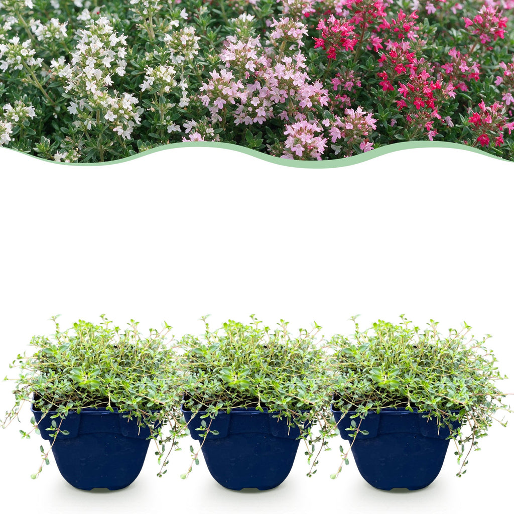 Vasteplant - Thymus Tricolour - Tym - Bodembedenkend - Roze - Rood - Wit - 24 Planten - Pot 11cm - Hoogte 15-25cm