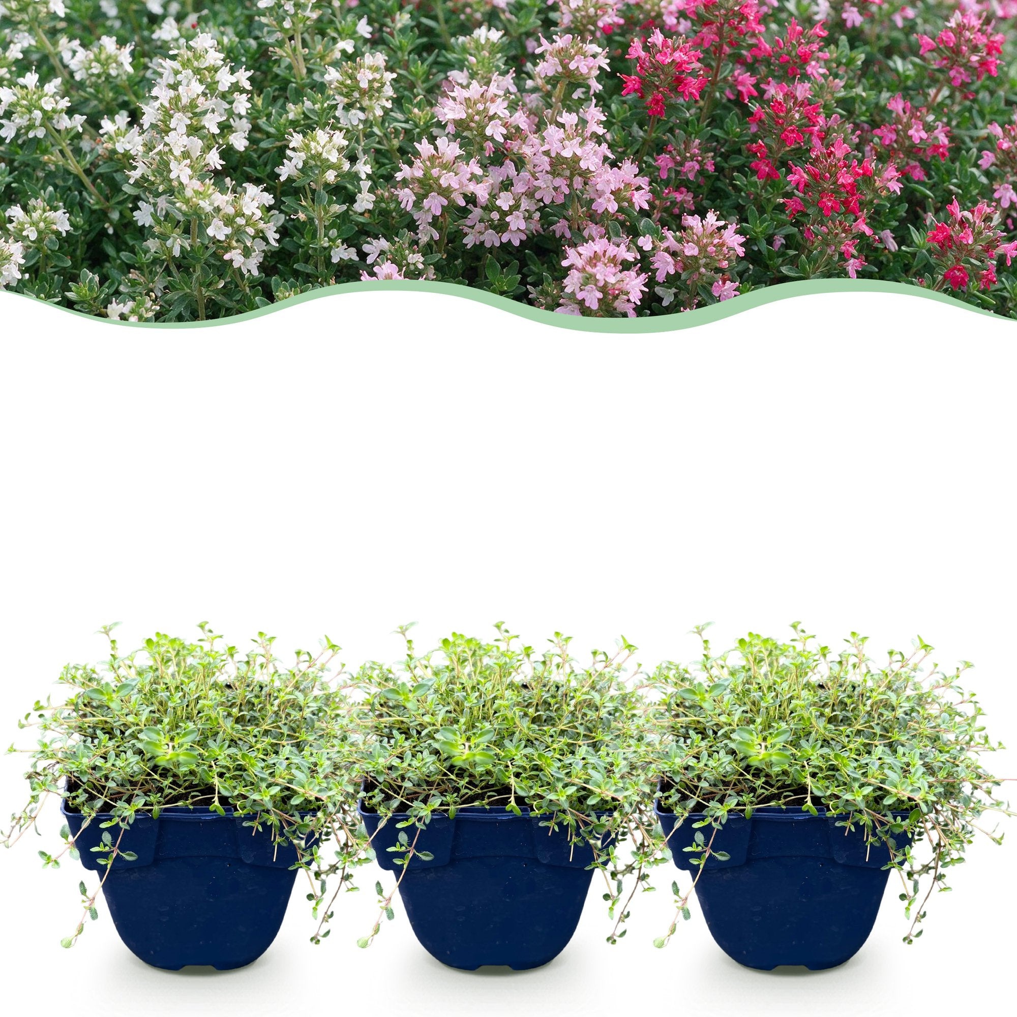 Vasteplant - Thymus Tricolour - Tym - Bodembedenkend - Roze - Rood - Wit - 24 Planten - Pot 11cm - Hoogte 15-25cm