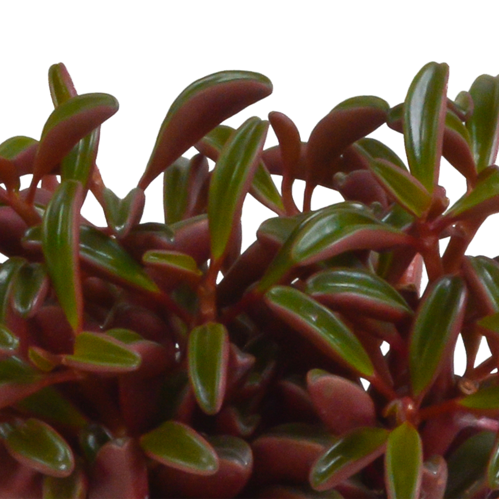 Peperomia graveolens - in terracotta pot