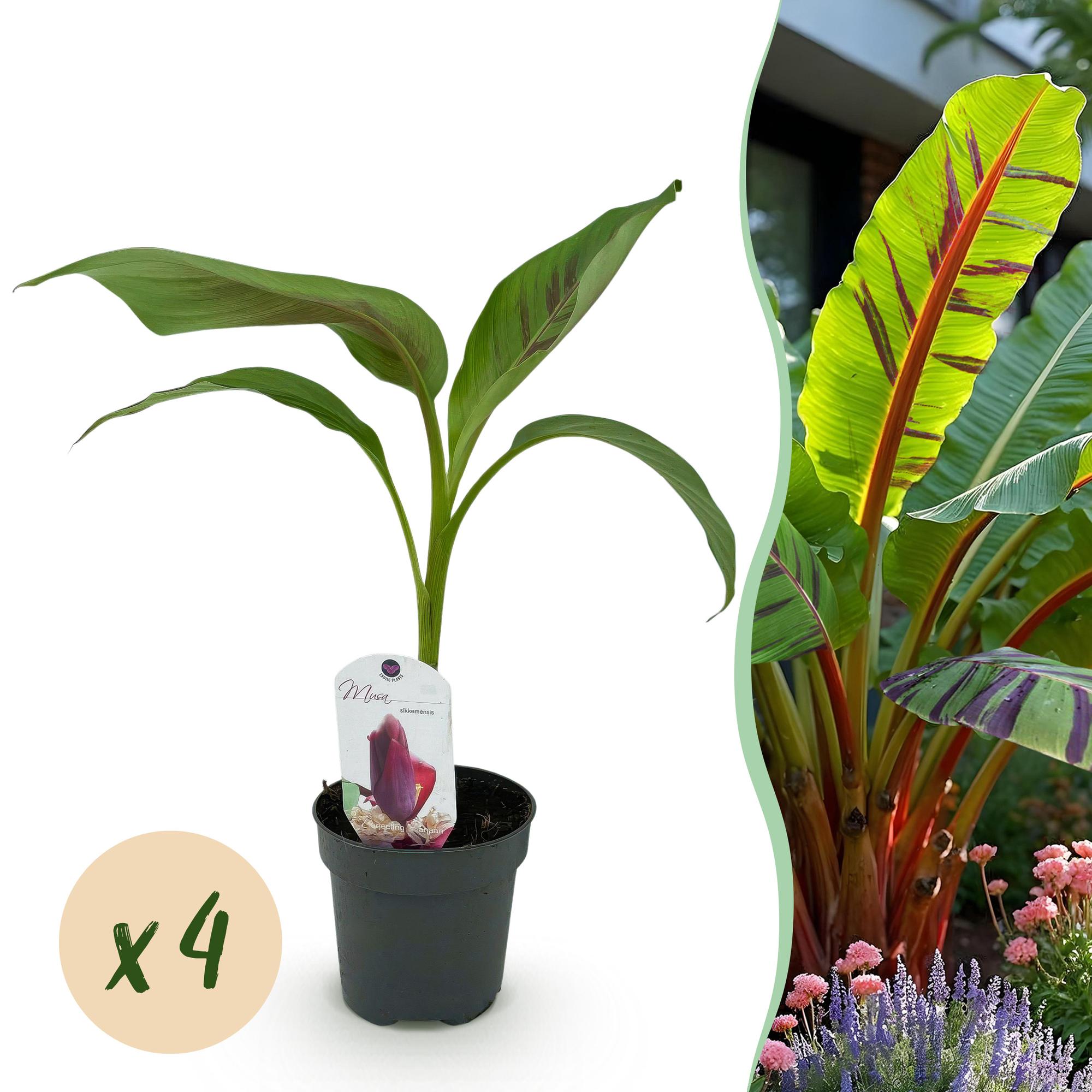 Fruitplant - Bananen plant - Musa sikkemensis Red Tiger - Winterhard - 4 planten - Pot 12cm Hoogte 30cm