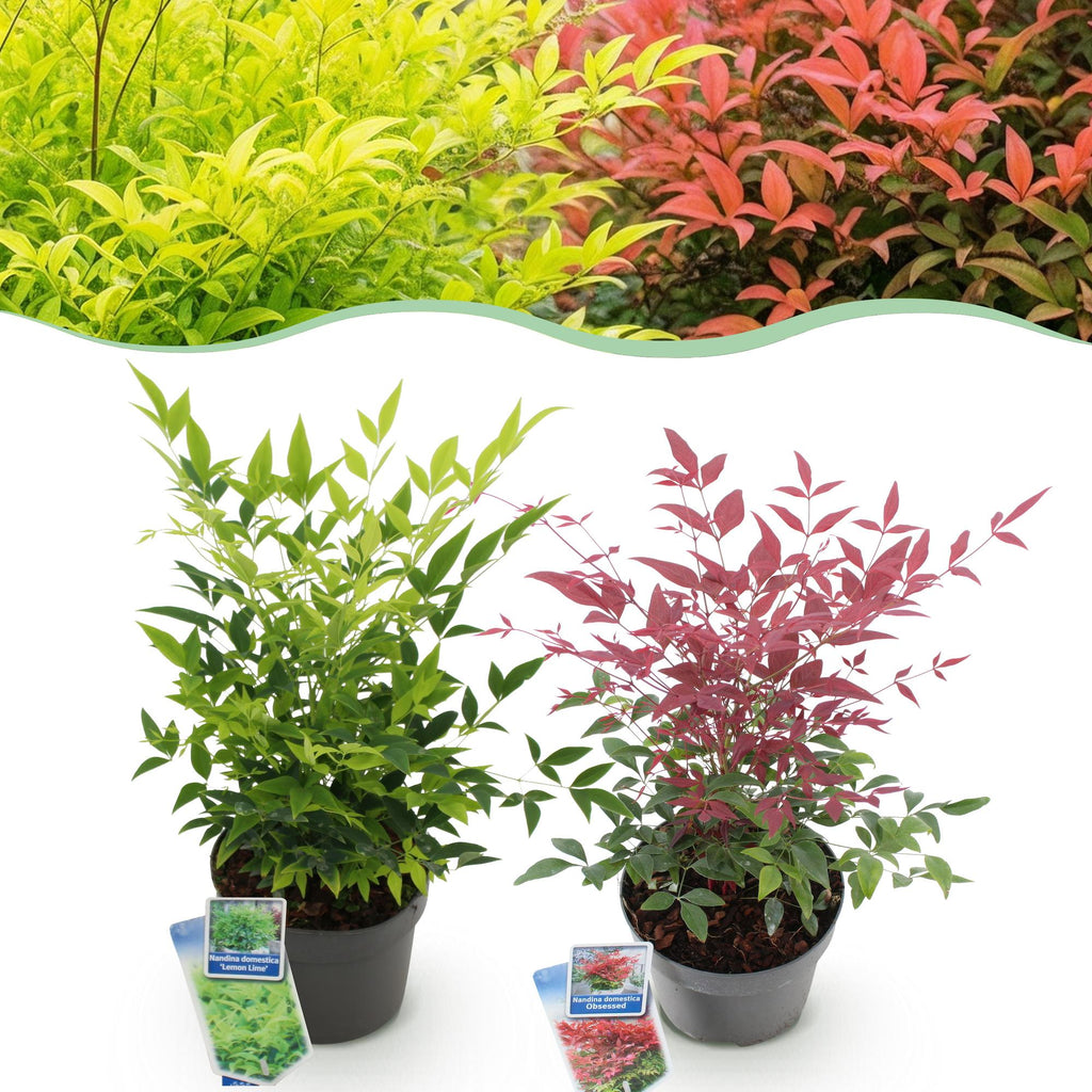 Tuinplant - Nandina Duo - Geel & Rood - 2 Planten - Groenblijvend - Weinig Onderhoud - Pot 17cm Hoogte 45cm