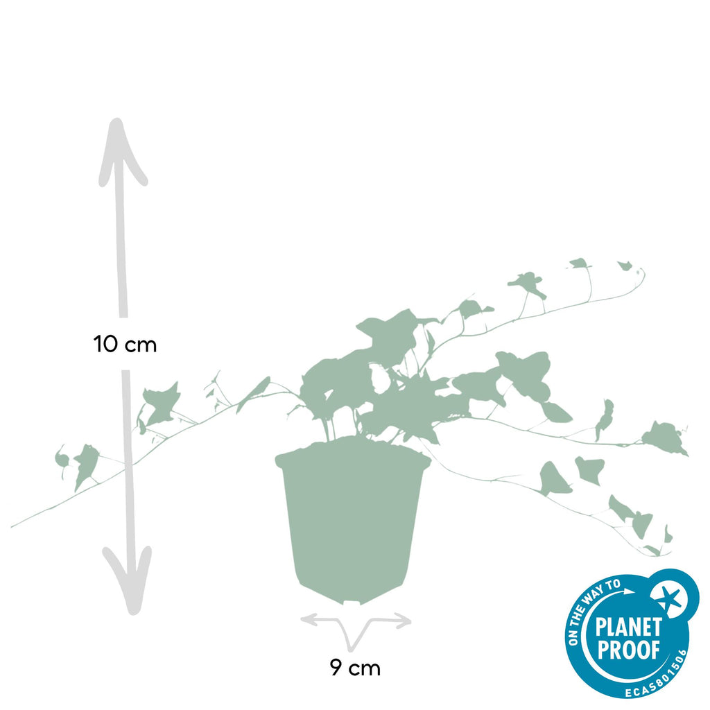 24x Hedera helix 'Glacier' - ↕10-25cm - Ø9cm