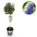 Plant op Stam - Ceanothus impressus Victoria - Terras Plant - Bladhoudend - Winterhard - Paarse Bloem - Pot 19cm Hoogte 90cm