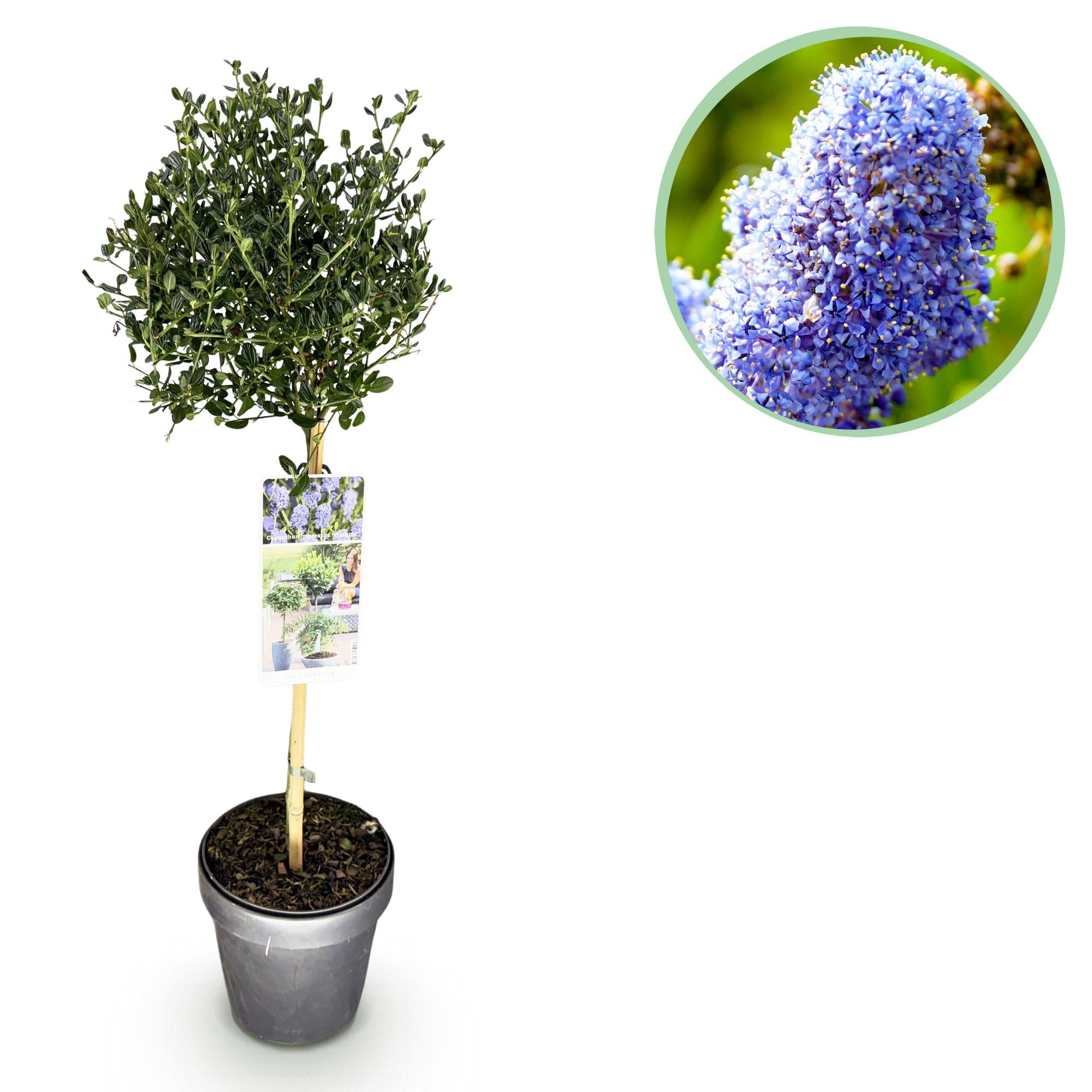 Plant op Stam - Ceanothus impressus Victoria - Terras Plant - Bladhoudend - Winterhard - Paarse Bloem - Pot 19cm Hoogte 90cm