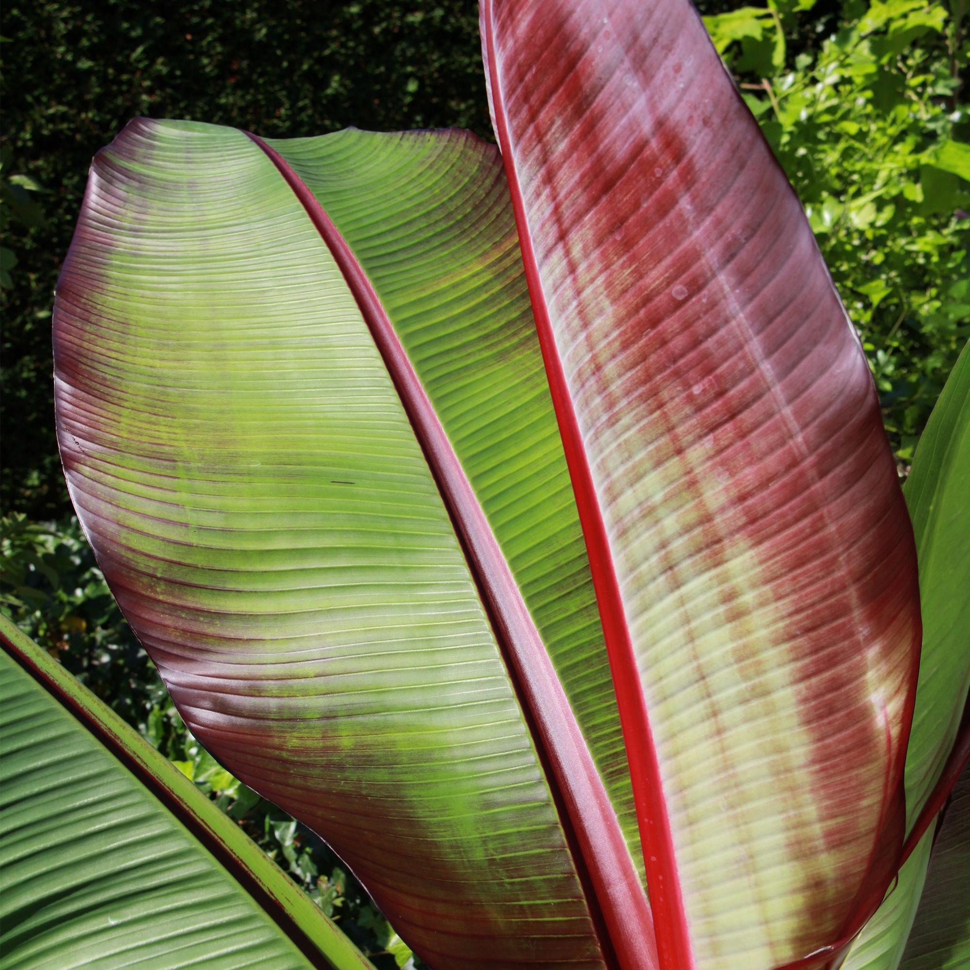 Fruitplant - Musa ensete Maurelli - Bananenboom - Winterhard - Rood-Groen - 2 Planten - Pot 15cm - Hoogte 50cm