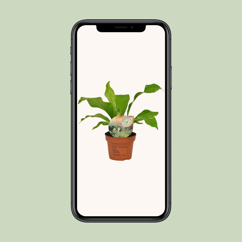 Asplenium Nidus - Ø12cm - ↕35cm