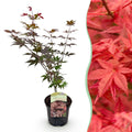 Terrasplant - Japanse Esdoorn - Acer palmatum Atropurpureum - Paars - 1 Plant - Bladverliezend - Pot 19cm Hoogte 70cm