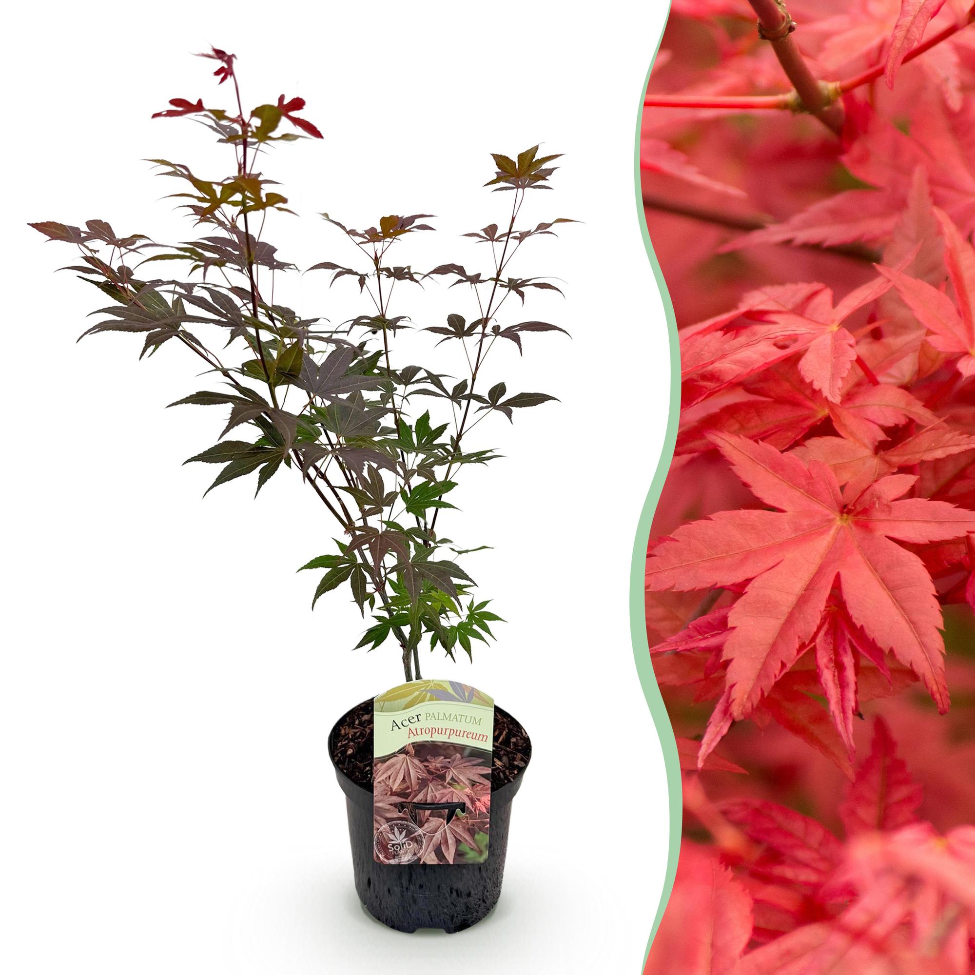 Terrasplant - Japanse Esdoorn - Acer palmatum Atropurpureum - Paars - 1 Plant - Bladverliezend - Pot 19cm Hoogte 70cm