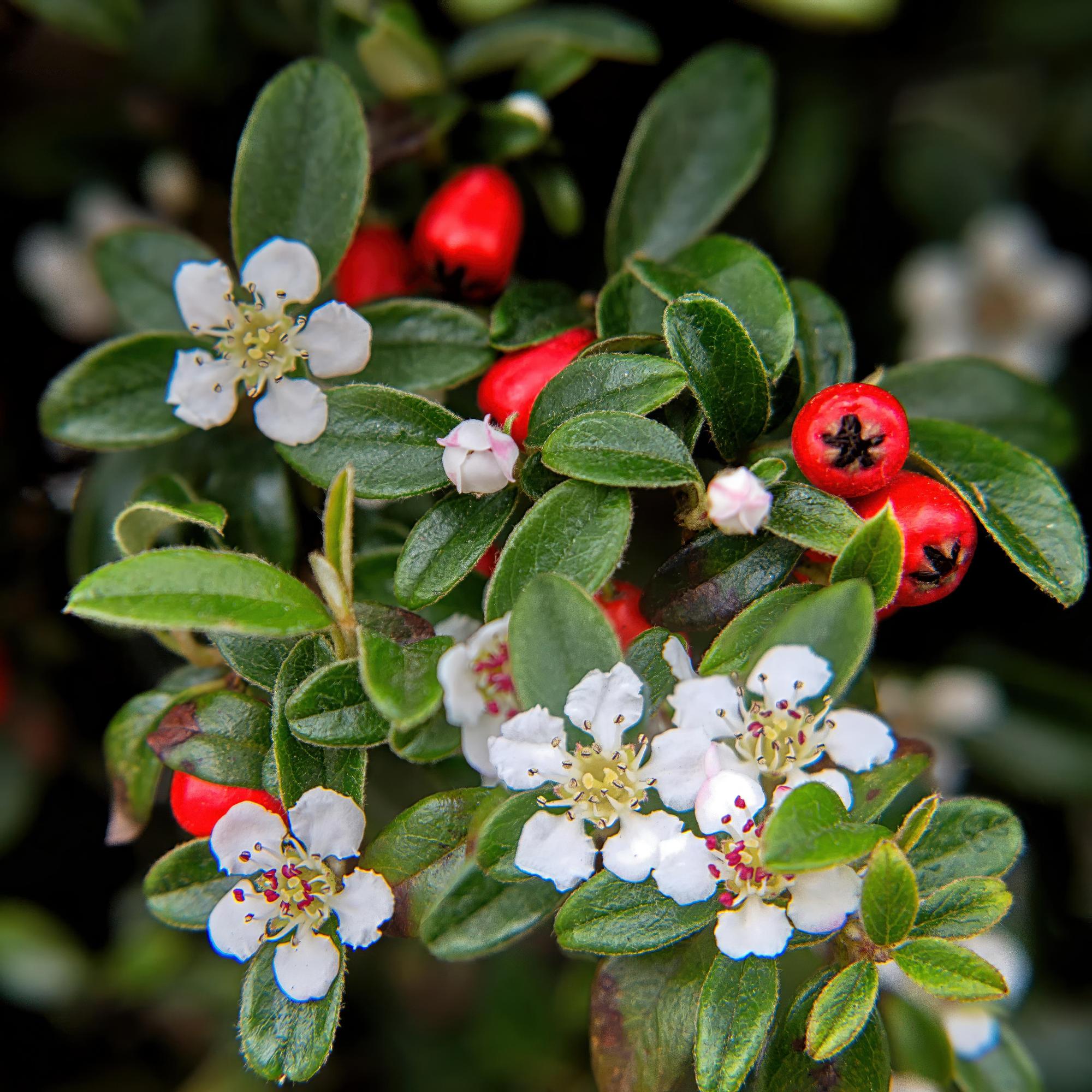 48x Cotoneaster dammeri - ↕10-25cm - Ø9cm