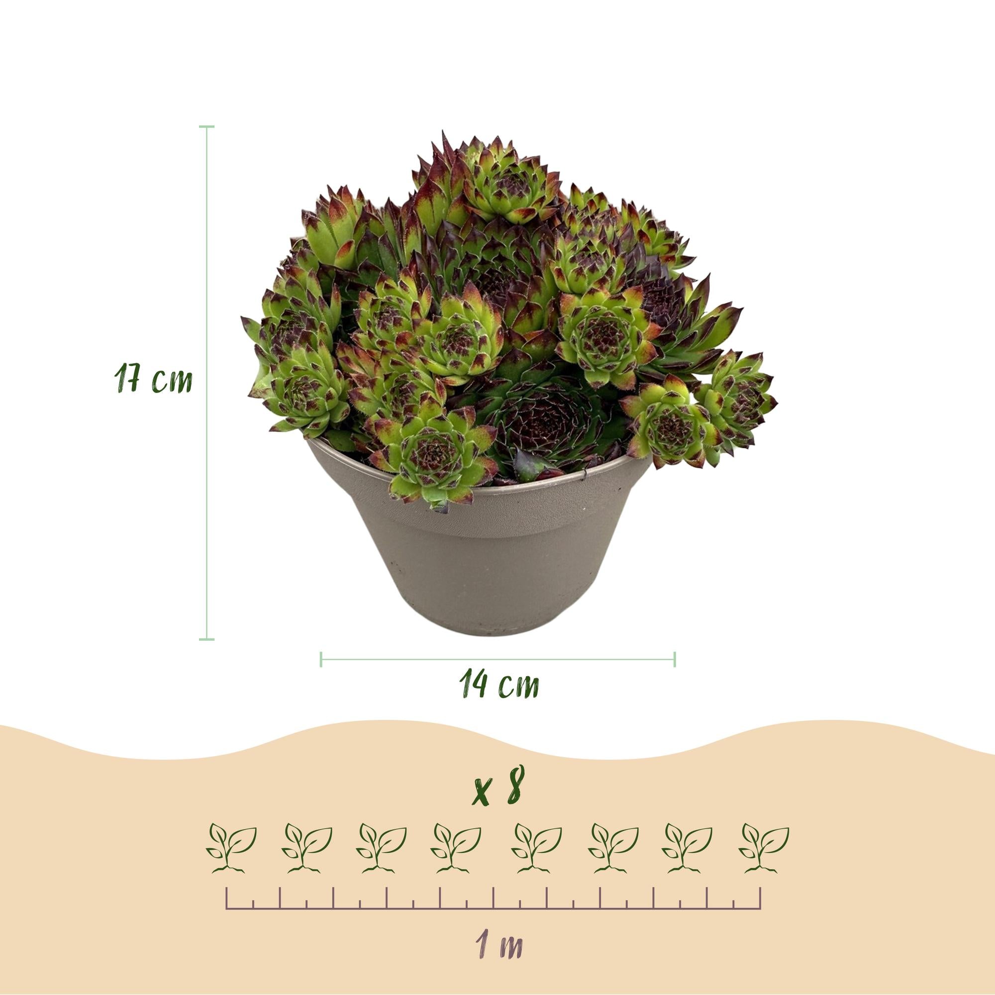 Bodembedekker - Winterhard -Sempervivum Big Sam - 4 Planten - Diversen kleuren - Weinig Onderhoud - Pot 14 Hoogte 17
