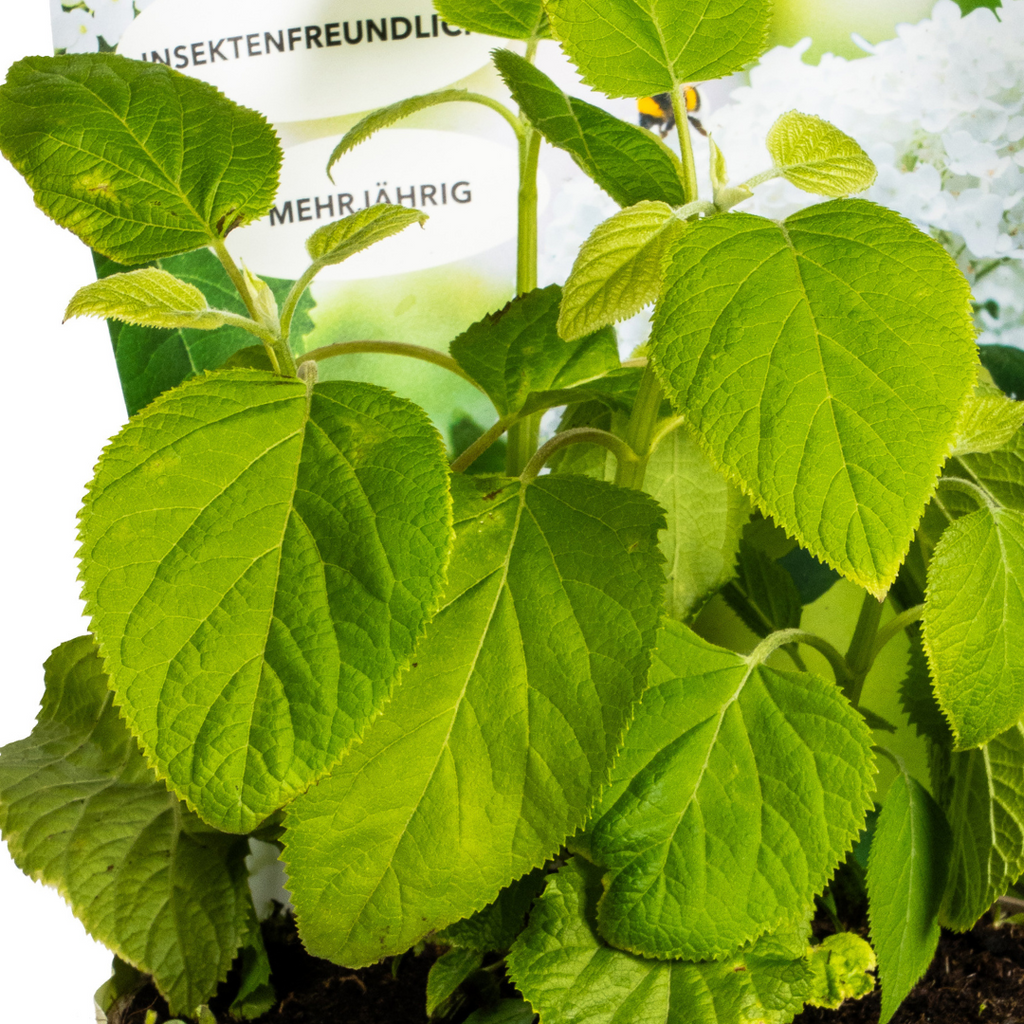 Hydrangea arborescens Annabelle Potcover - Ø19cm  ↕30 - 40cm