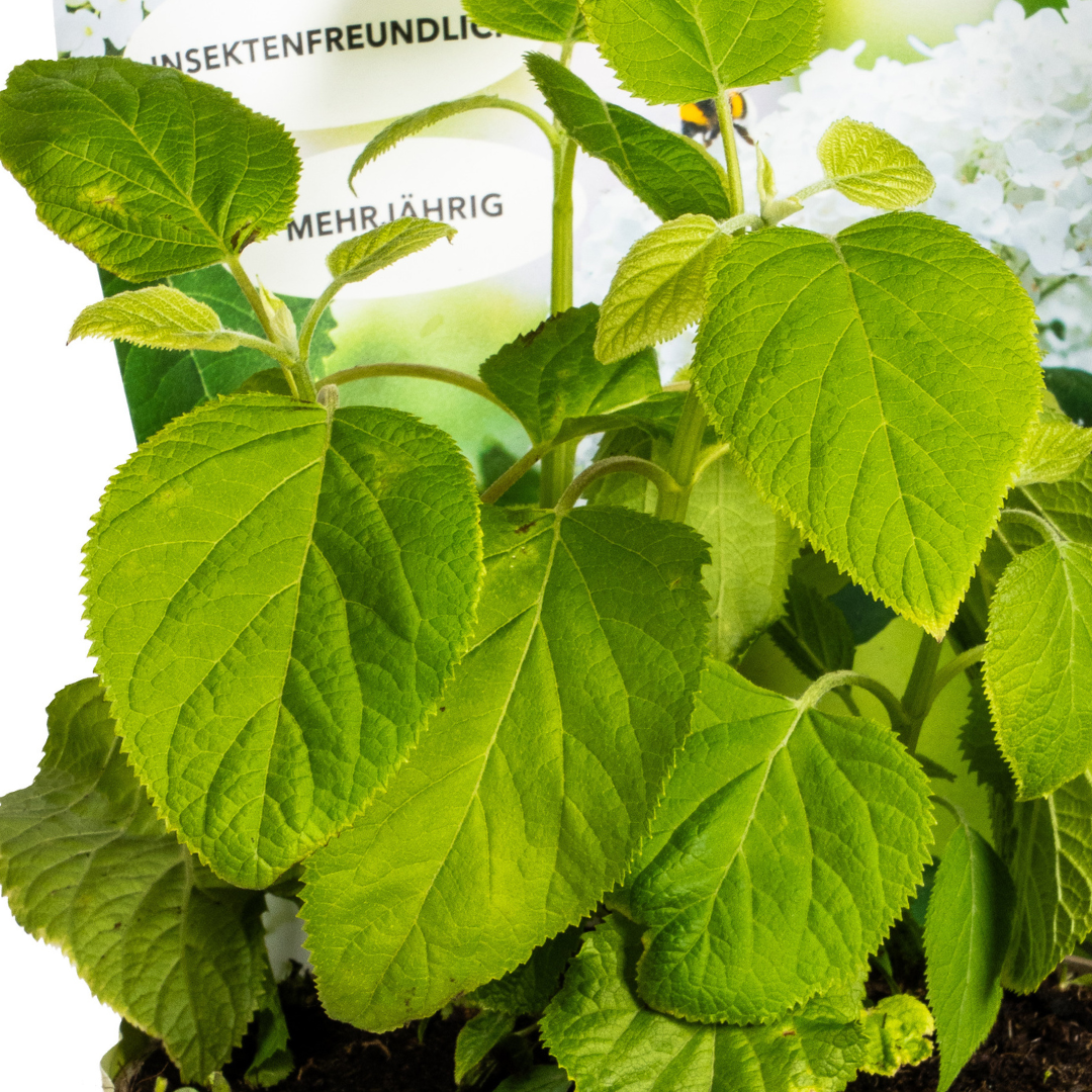 Hydrangea arborescens Annabelle Potcover - Ø19cm  ↕30 - 40cm