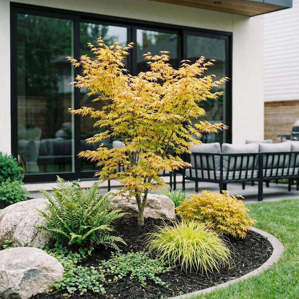 Tuinplant - Acer palmatum Orange Dream - Japanse Esdoorn - Bladverliezend - Oranje - 1 - Pot 26cm - Hoogte 90cm