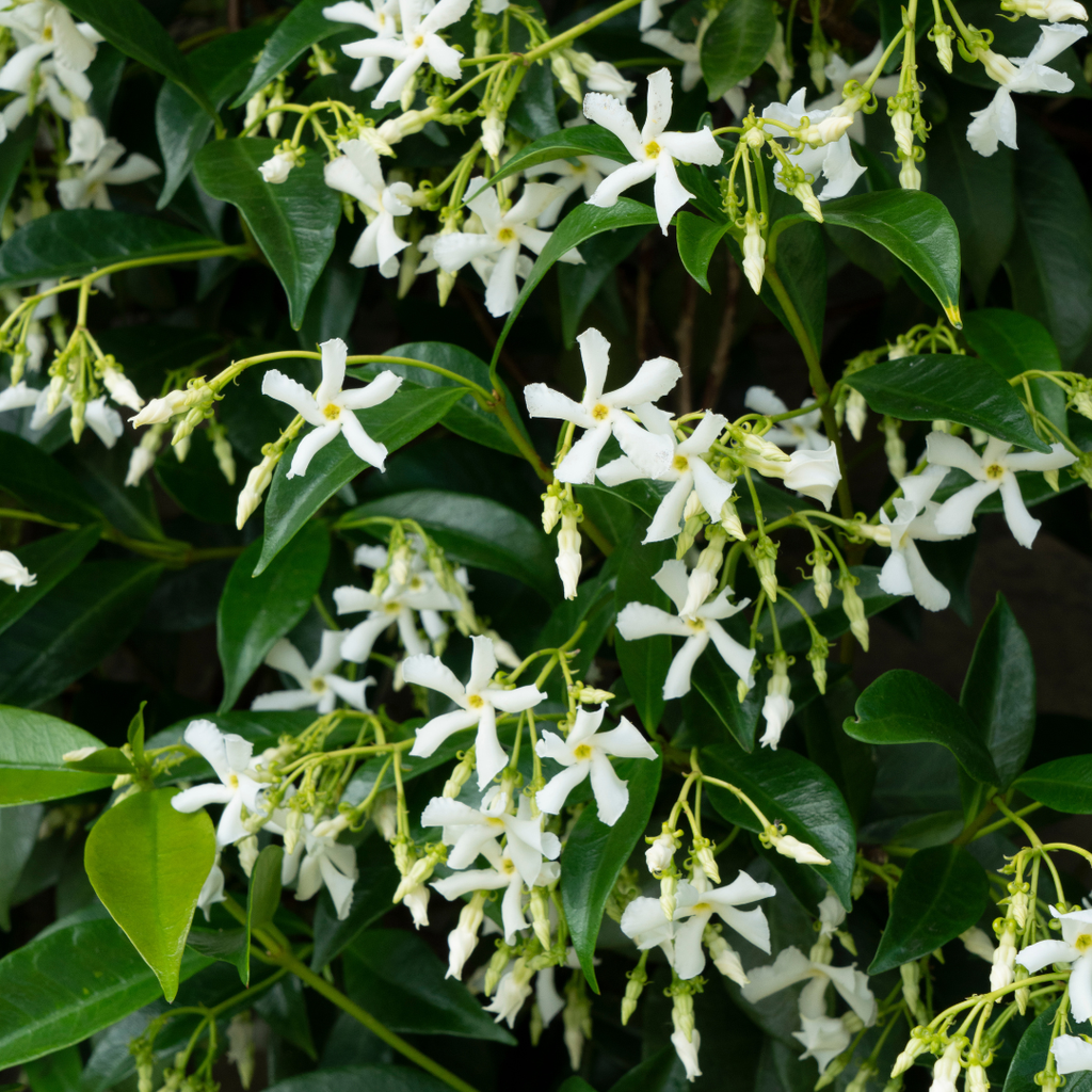Trachelospermum jasminoides 'Star of Venice'  23cm