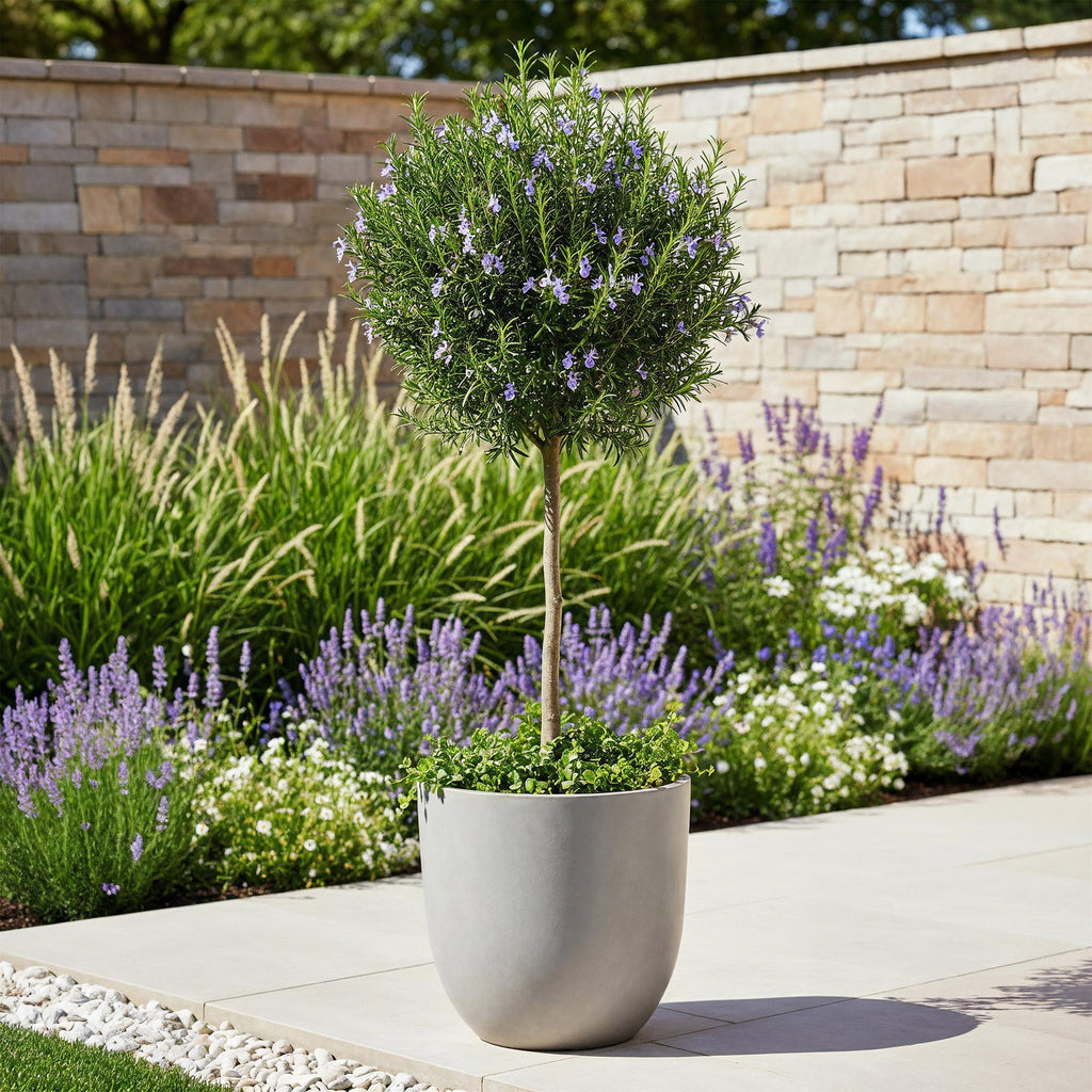 Plant op Stam - Rosmarinus officinalis - Terras Plant - Bladhoudend - Winterhard - Paarse Bloem - Pot 19cm Hoogte 90cm