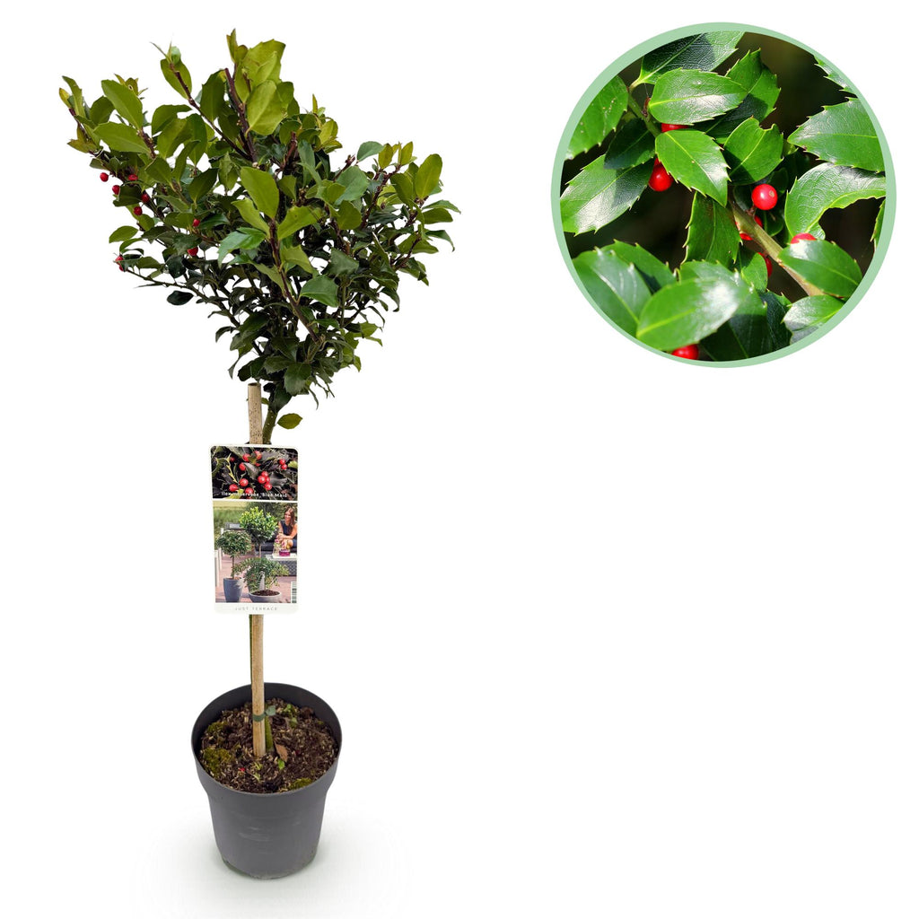 Plant op Stam - Ilex meserveae Blue Maid - Terras Plant - Bladhoudend - Winterhard - Rode Bes - Pot 19cm Hoogte 90cm