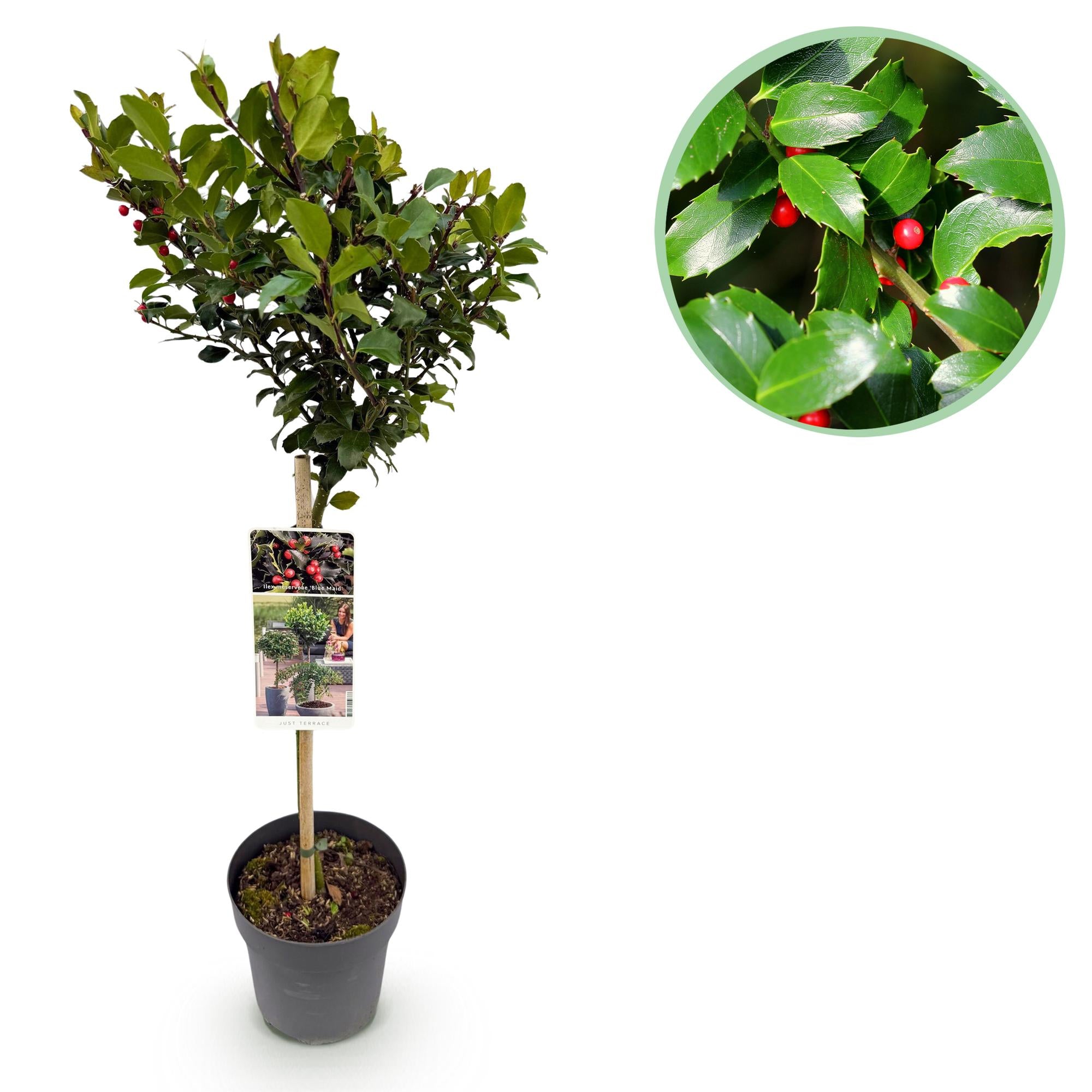 Plant op Stam - Ilex meserveae Blue Maid - Terras Plant - Bladhoudend - Winterhard - Rode Bes - Pot 19cm Hoogte 90cm