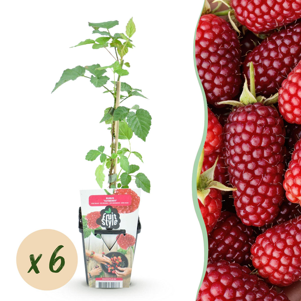Fruitplanten - Taybes - Rubus Tayberry - Winterhard - 6 Planten - Pot 9 cm - Rode Bes