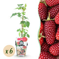 Fruitplanten - Taybes - Rubus Tayberry - Winterhard - 6 Planten - Pot 9 cm - Rode Bes