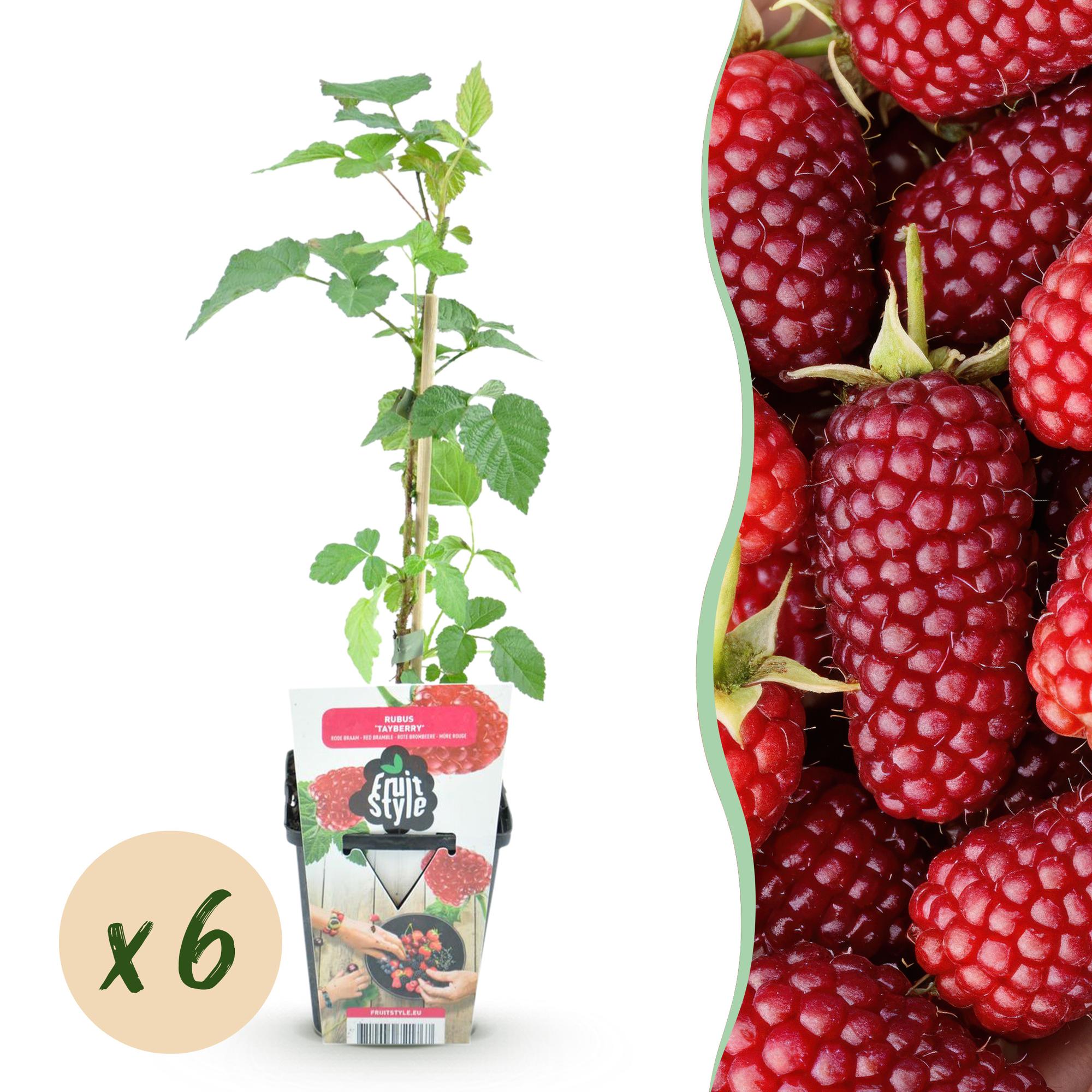 Fruitplanten - Taybes - Rubus Tayberry - Winterhard - 6 Planten - Pot 9 cm - Rode Bes