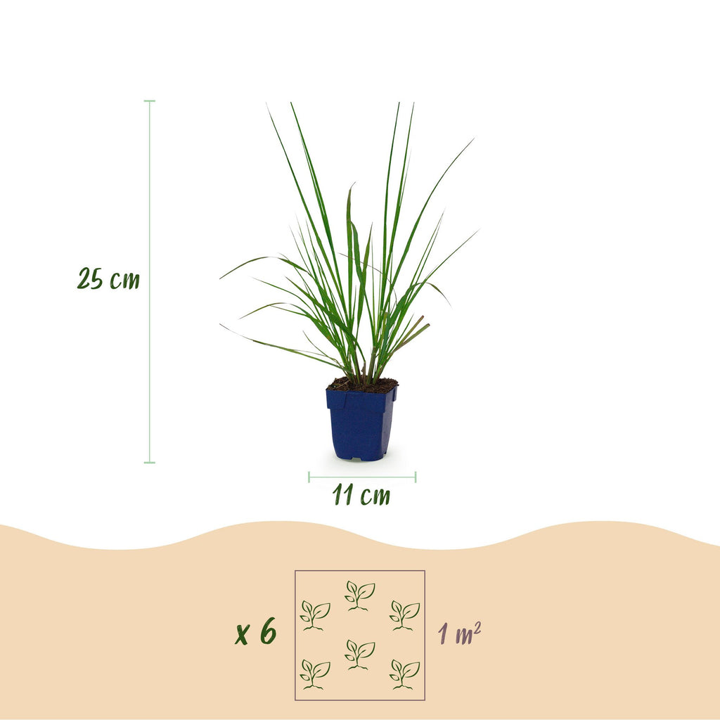 Grassen - Pennisetum alop. Black Beauty - Lampenpoetsergras - Met Pluim - Groen - 1 Plant - Pot 11cm - Hoogte 15-25cm