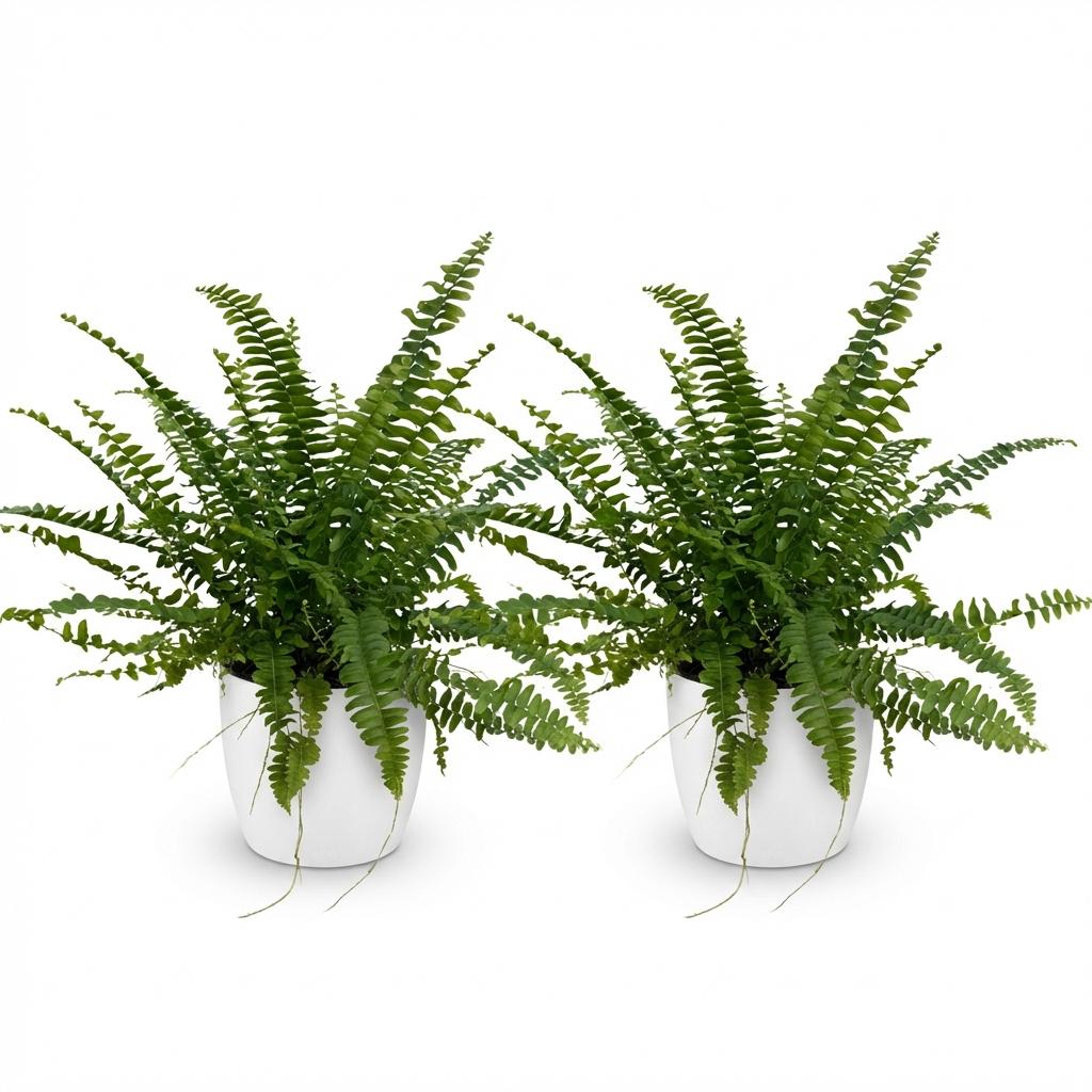 Kamerplant - Nephrolepsis exaltata Green Lady - Varen - Huisdiervriendelijke Plant - Groen - 2 Planten - met Potter Wit - Pot 12cm - Hoogte 25cm