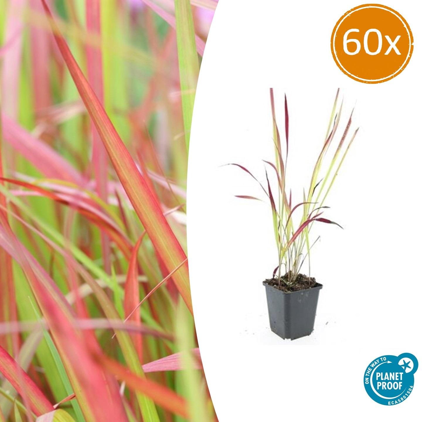 60x Imperata cylindrica 'Red Baron' - ↕10-25cm - Ø9cm
