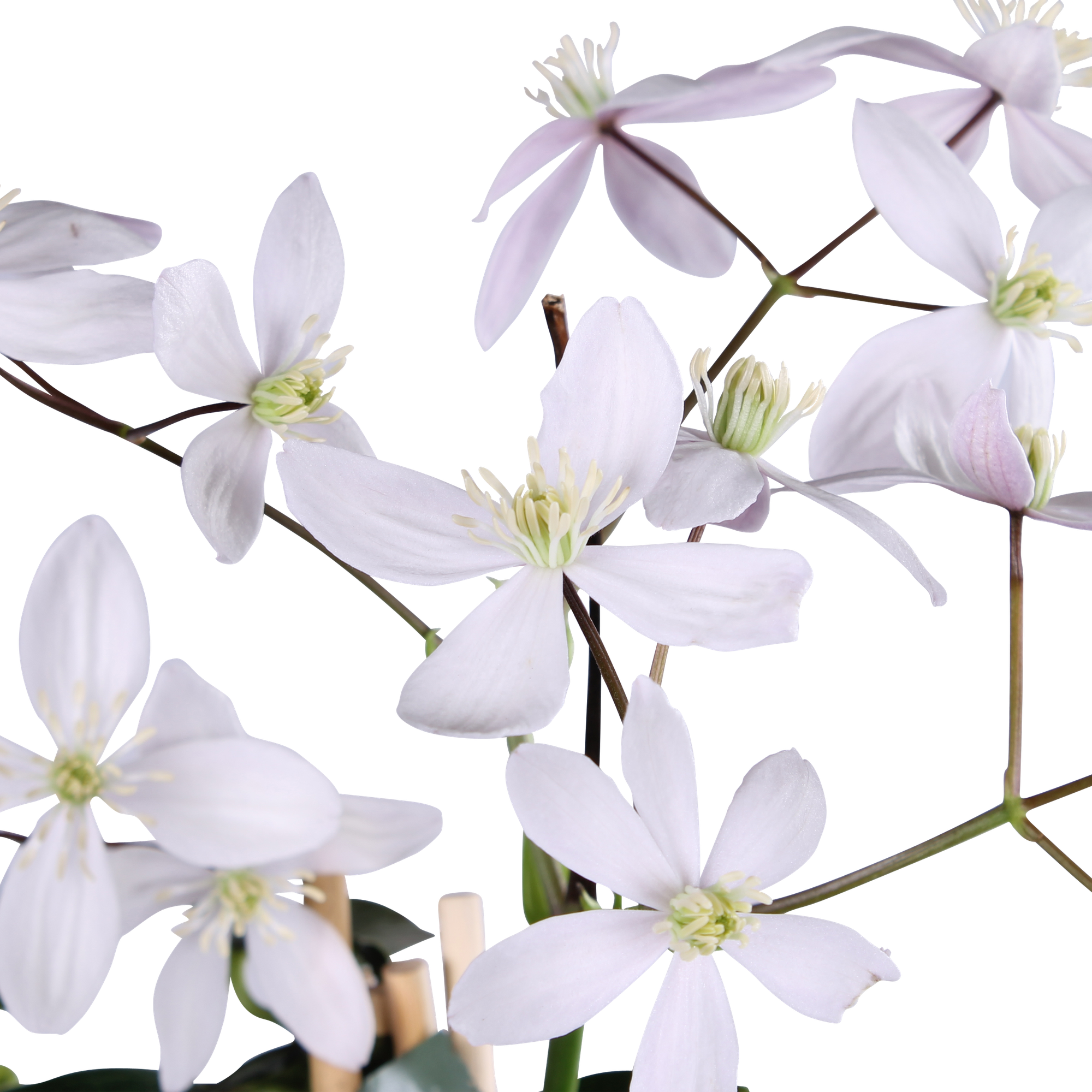 Clematis armandii Apple Blossom - Groenblijvende Clematis Lichtroze - Ø15cm - ↕65cm