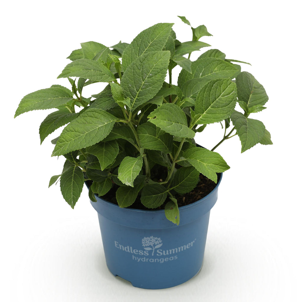 Tuinplant - Hydrangea Endles Summer The Orginal Blue - Hortensia - Winterhard - Blauw - 1 Plant - Pot 14cm - Hoogte 20-25cm