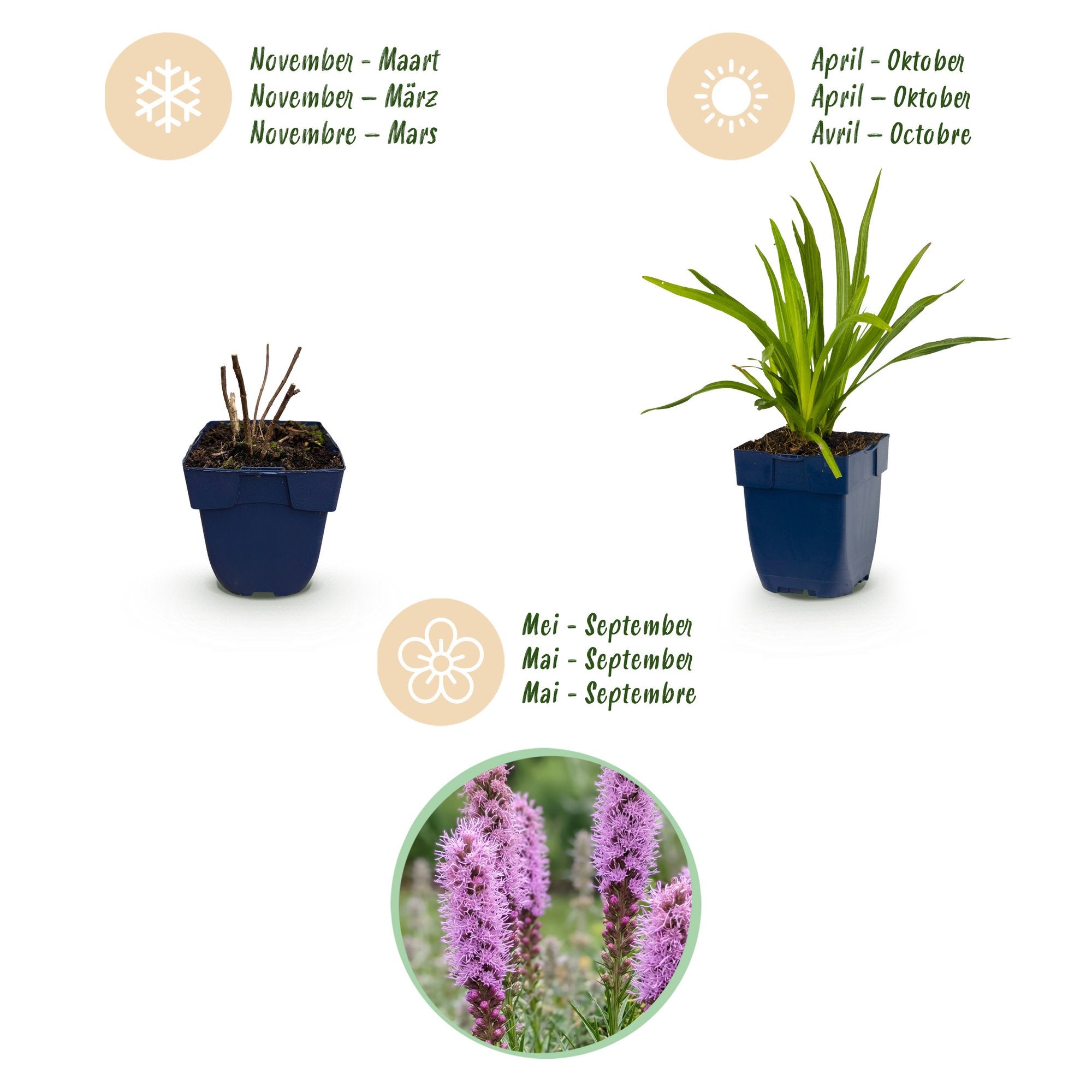 Vasteplant - Liatris spicata - Lampenkruid - Bijen- en vlinderlokkers - Paars - 12 Planten - Pot 11cm - Hoogte 15-25cm
