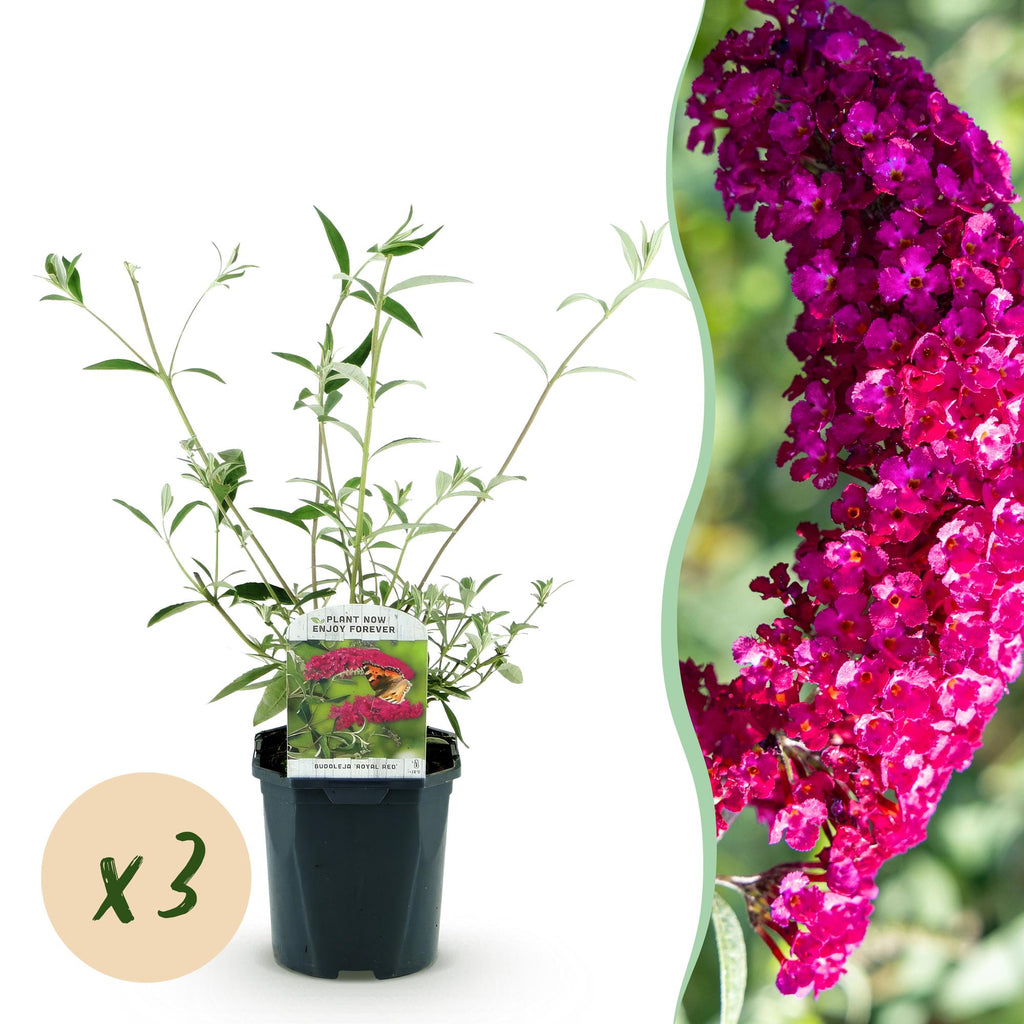Tuinplant - Buddleja davidii Royal Red - Vlinderstruik - Winterhard - Rood - 3 Planten - Pot 17cm - Hoogte 45cm