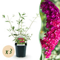 Tuinplant - Buddleja davidii Royal Red - Vlinderstruik - Winterhard - Rood - 3 Planten - Pot 17cm - Hoogte 45cm