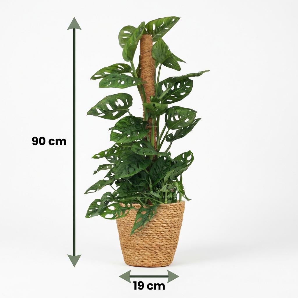 Kamerplant - Monkey Mask - Monstera Andansonii Mosstok - Groen - Weinig onderhoud - 1 Plant - met Mand - Pot 19cm - Hoogte 90cm