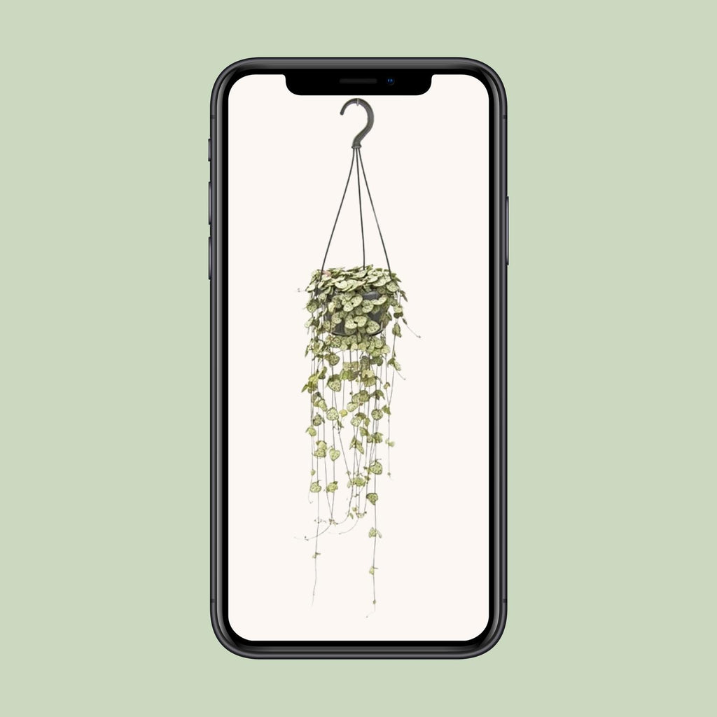 Ceropegia Woodii Hang - Ø14cm - ↕50cm