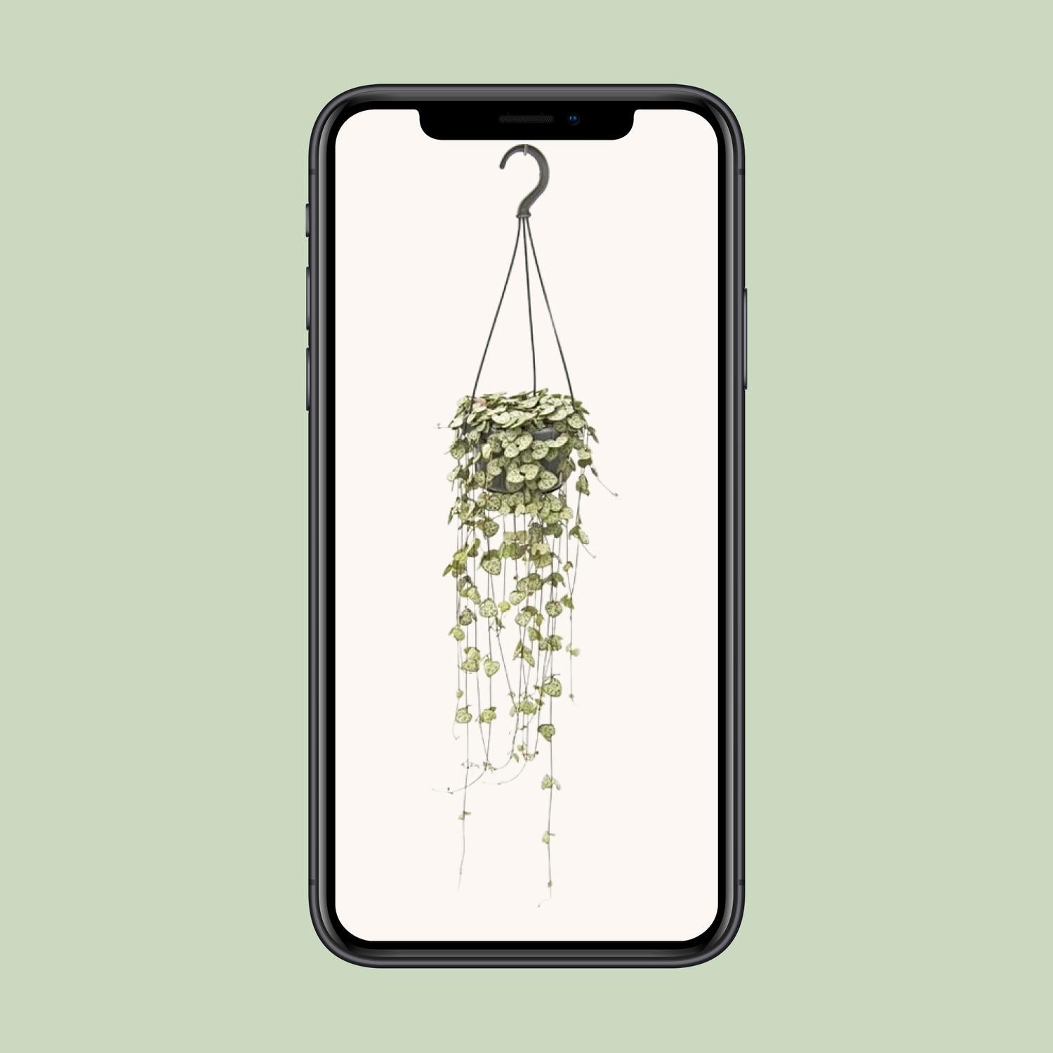 Ceropegia Woodii Hang - Ø14cm - ↕50cm