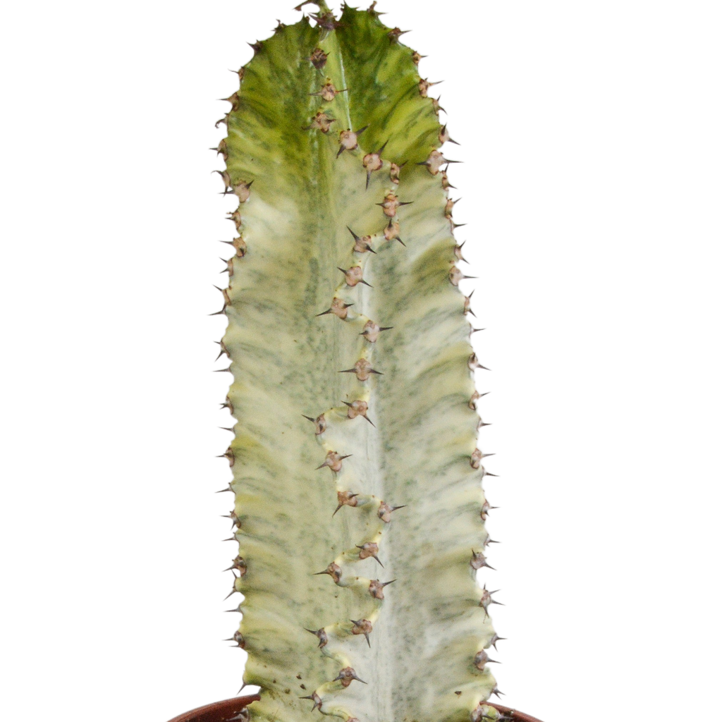 Euphorbia marmorata 17 cm