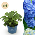 Tuinplant - Hydrangea Endles Summer The Orginal Blue - Hortensia - Winterhard - Blauw - 4 Planten - Pot 14cm - Hoogte 20-25cm