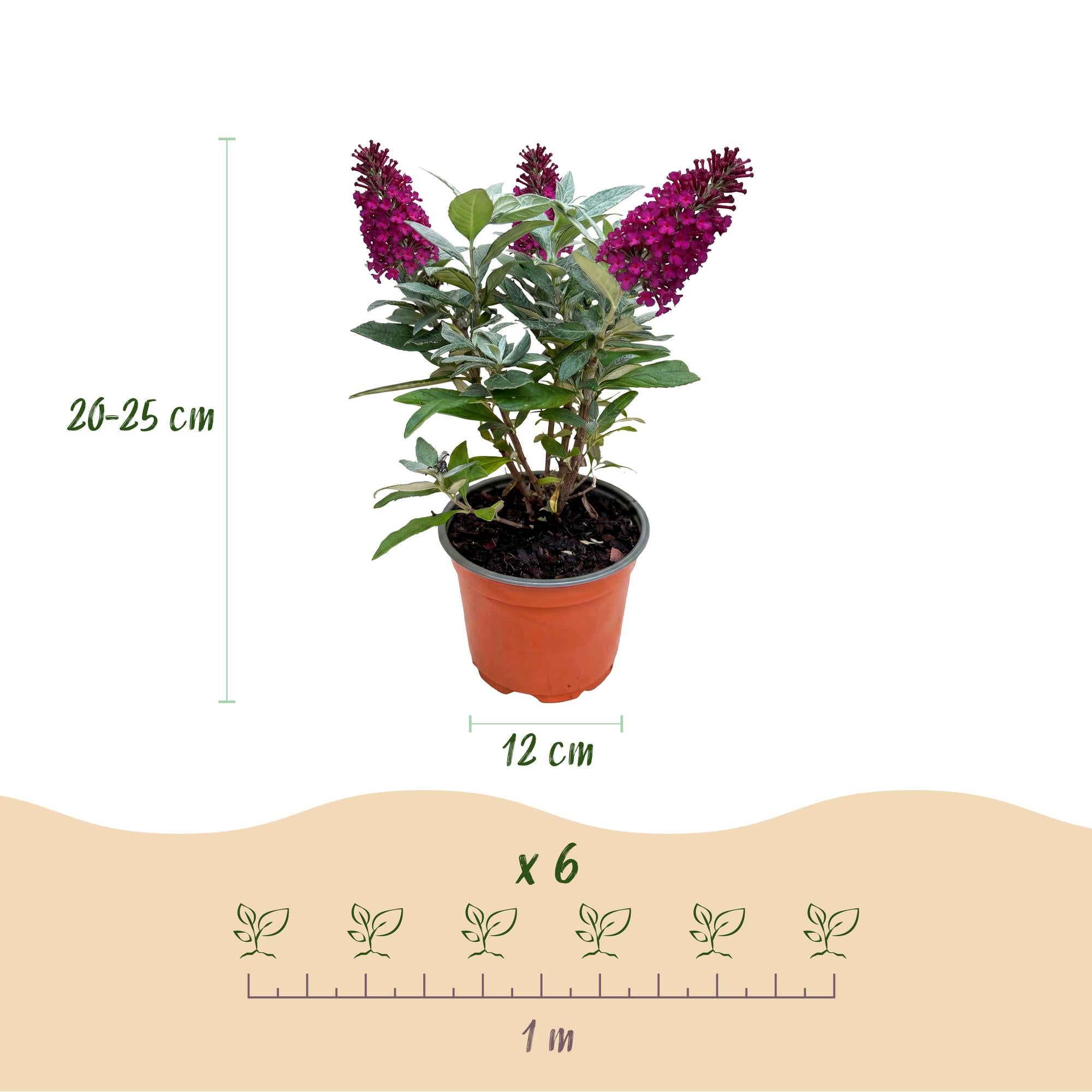Tuinplant - Buddleja davidii Butterfly Candy Little Ruby - Vlinderstruik - Compact - Rood - 1 Plant - Pot 12cm - Hoogte 20-25cm