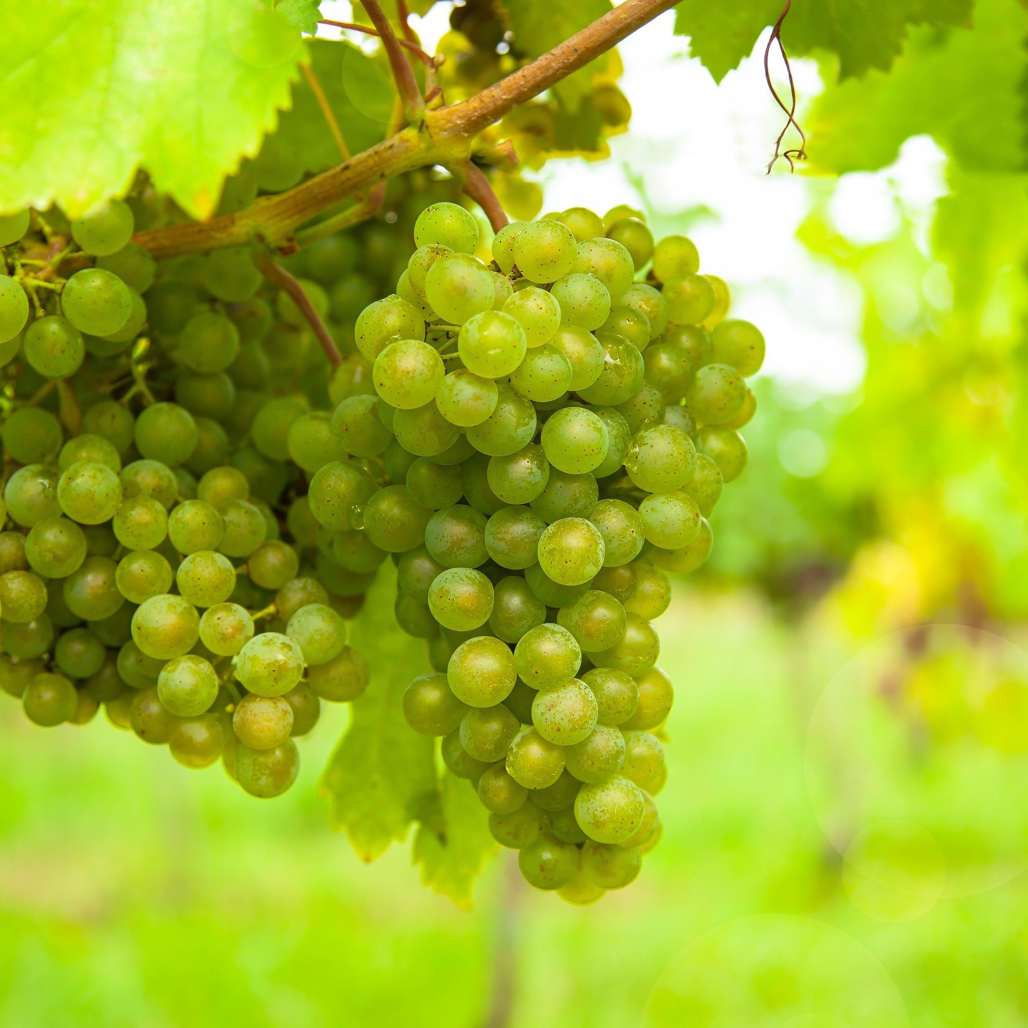 Fruitplant - Vitis vinifera Vroege van der Laan - Druivenplant - Winterhard - Witte Druif - 2 Planten - Pot 15cm - Hoogte 50cm