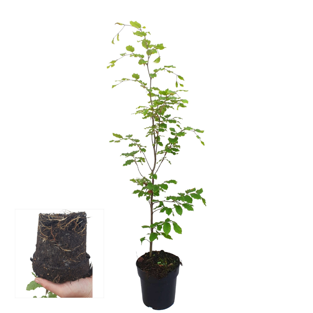 Palletdeal Haagplanten:  50 Fagus sylvatica ↕60-80 - Ø 19cm | Mini Pallet