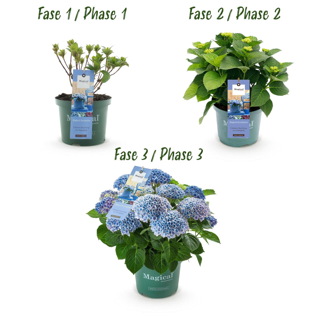 Terrasplant - Hortensia - Hydrangea Magical Revolution Blue - Blauw - 6-10 Bloemen - Pot 23cm Hoogte 55cm