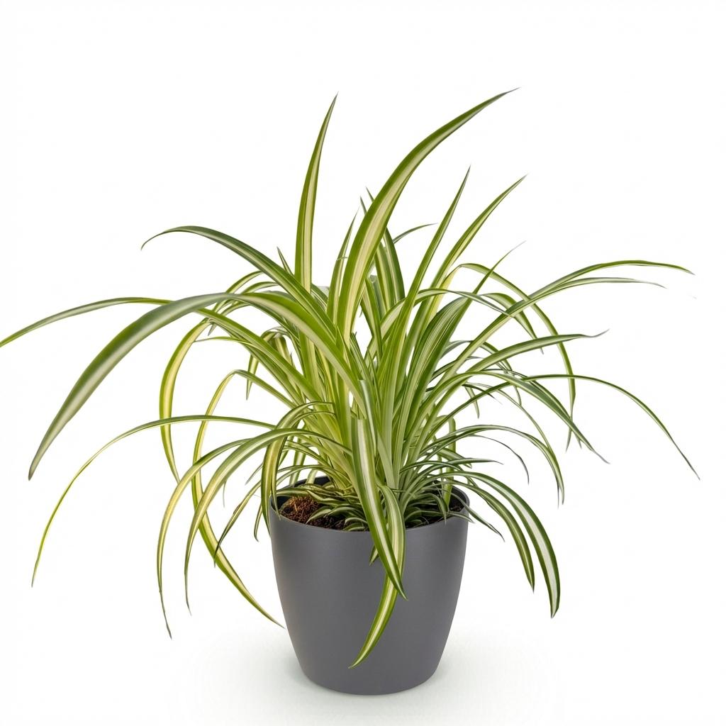 Kamerplant - Chlorophytum comosum Variegatum - Bonte Graslelie - Huisdiervriendelijke Plant - Groen - 1 Plant - met Potter Grijs - Pot 12cm - Hoogte 20cm