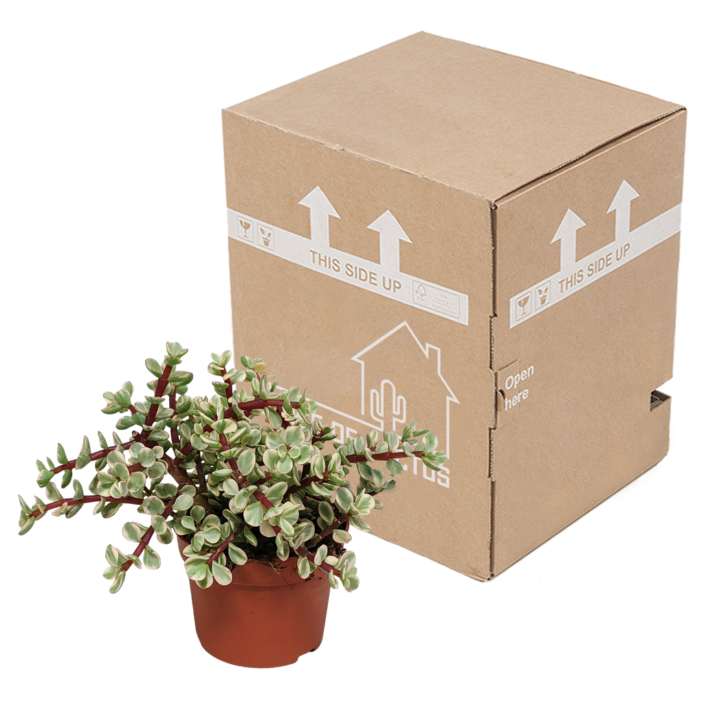 Portulacaria afra Variegata 10,5cm - zonder pot