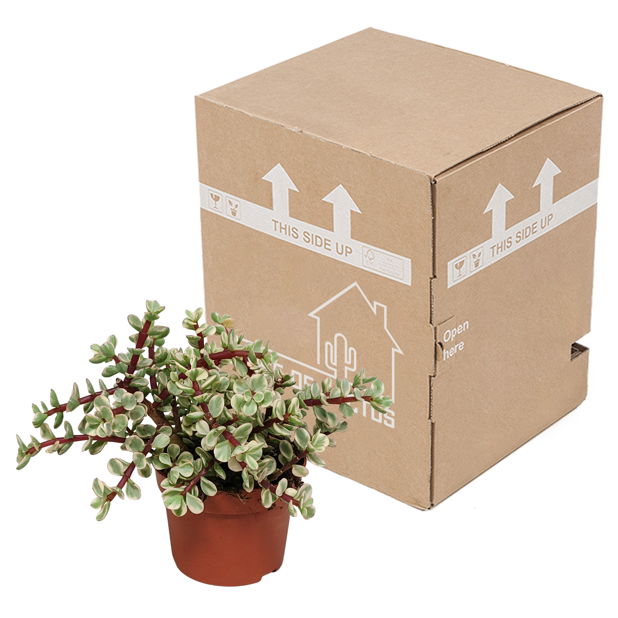 Portulacaria afra Variegata 10,5cm - zonder pot