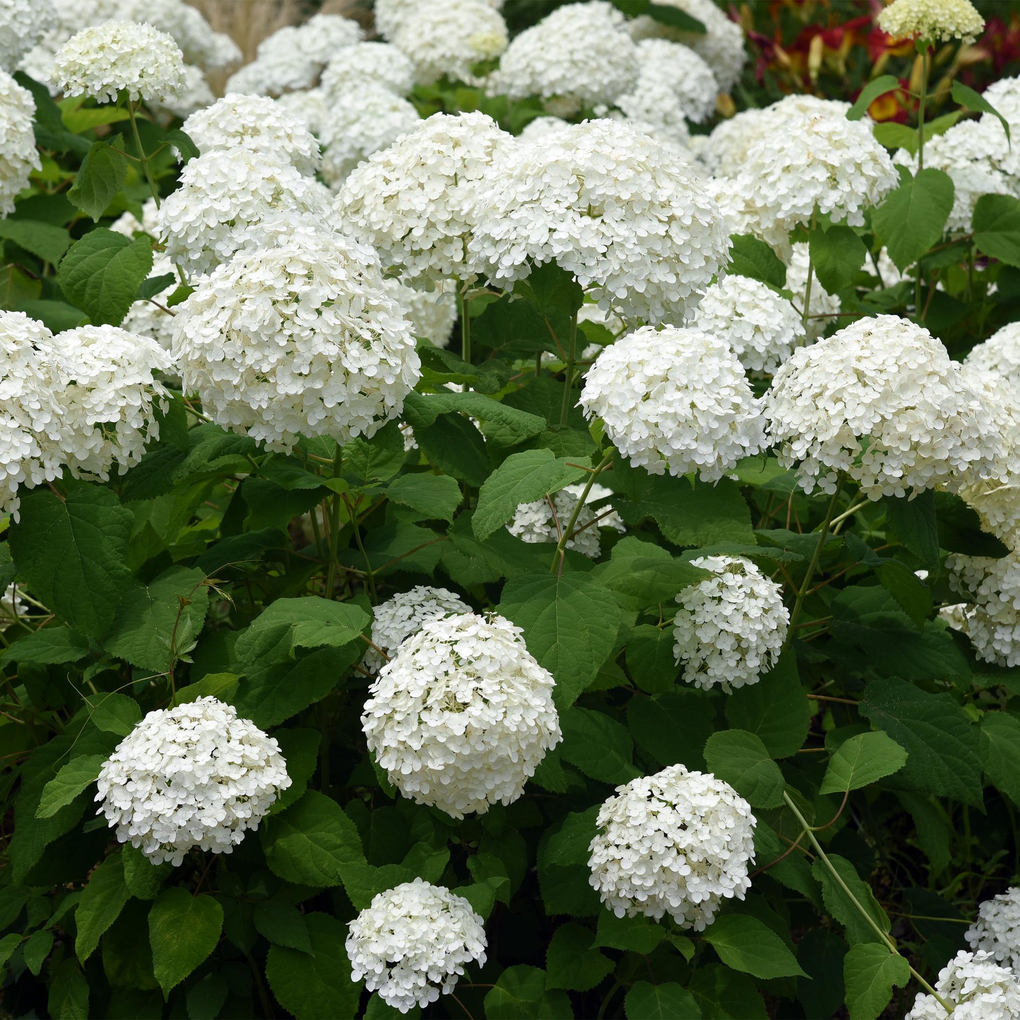 Pluim Hortensia - Hydrangea arborescens Annabelle - Bloem Wit - 1 Plant - Bladverliezend - Grote Bloemen - Pot 17cm Hoogte 50cm