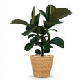 Kamerplant - Rubberplant - Ficus Elastica Cloe - Groen - Weinig onderhoud - 1 Plant - met Mand - Pot 19cm - Hoogte 65cm