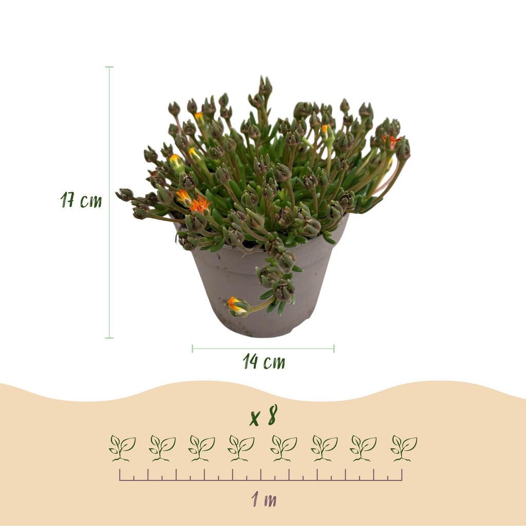 Bodembedekker - Winterhard - Delosperma Jewel of Dessert - 4 Planten - Kleuren Rood - Oranje - Paars - Roze - Weinig Onderhoud - Pot 14 Hoogte 17