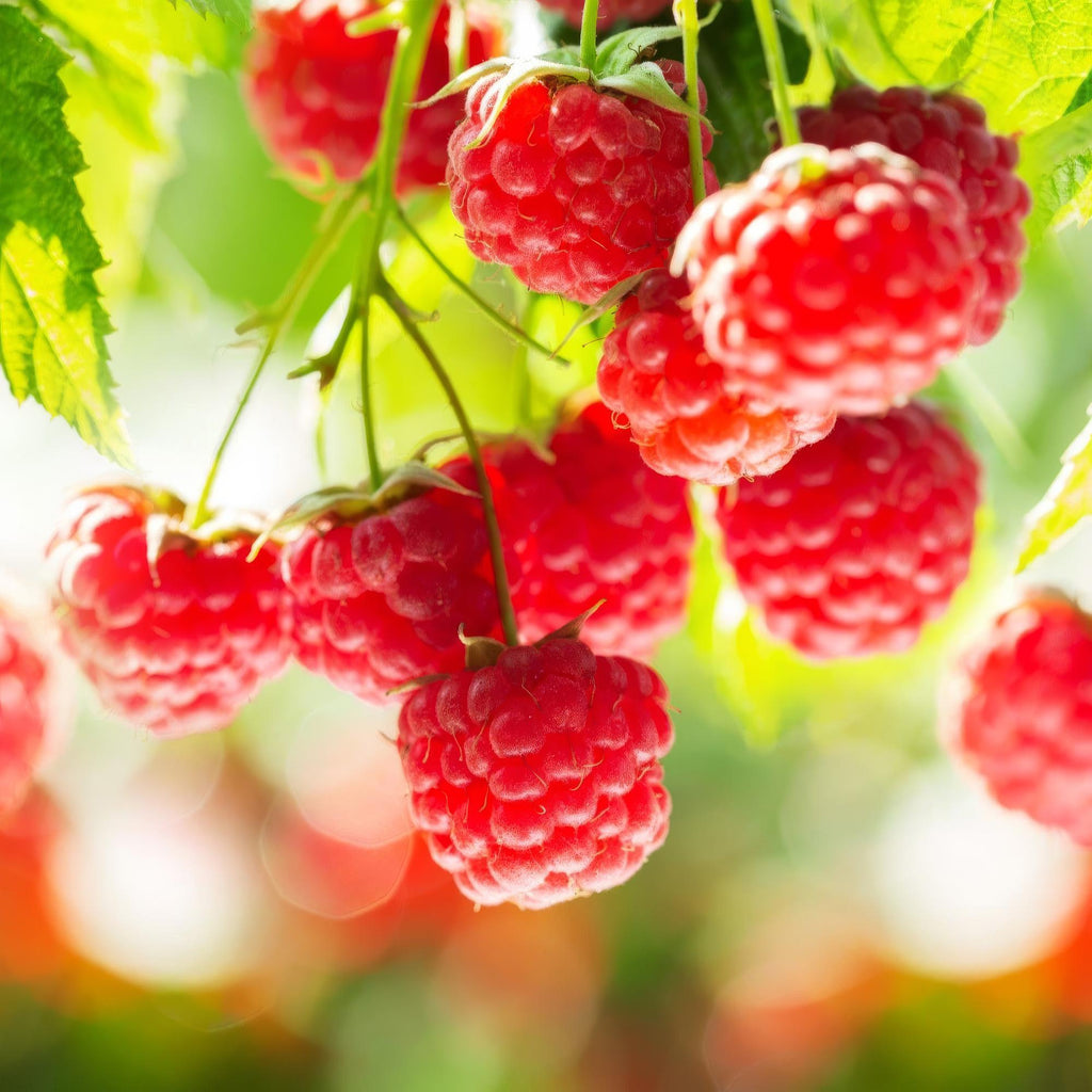 Fruitplant - Rubus idaeus Ottawa - Frambozenplant - Winterhard - Rode Framboos - 2 Planten - Pot 15cm - Hoogte 50cm