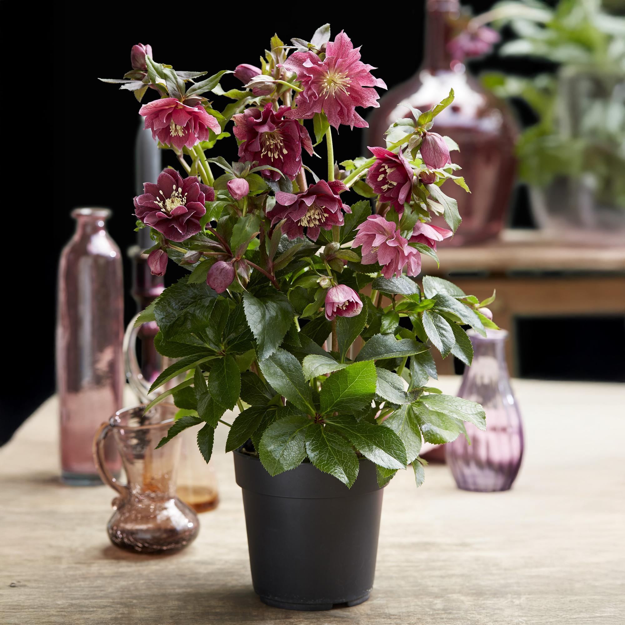 Tuinplant - Lenten Rose - Helleborus orientalis Double Ellen Red - Rode Bloem -2 Planten - Groenblijvend - Pot 14cm Hoogte 35cm