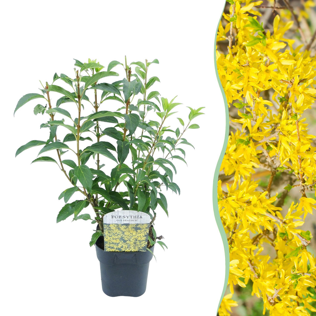 Heesters - Forsythia intermedia Goldrauch  - Bloem Geel - 1 Plant - Bladverliezend - Weinig Onderhoud - Pot 17cm Hoogte 45cm